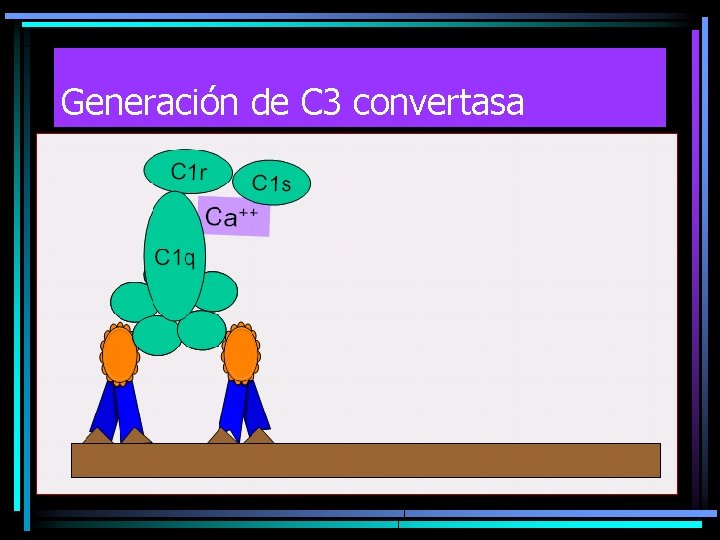 Generación de C 3 convertasa 