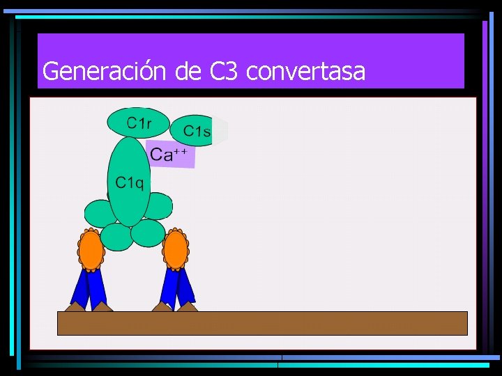 Generación de C 3 convertasa 