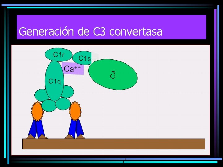 Generación de C 3 convertasa 