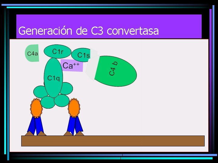 Generación de C 3 convertasa 