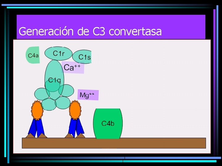 Generación de C 3 convertasa 