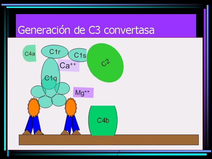 Generación de C 3 convertasa 