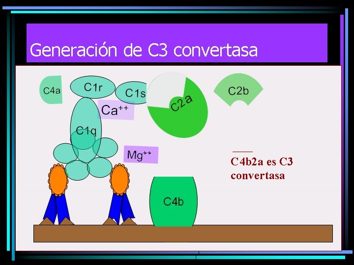 Generación de C 3 convertasa C 4 b 2 a es C 3 convertasa