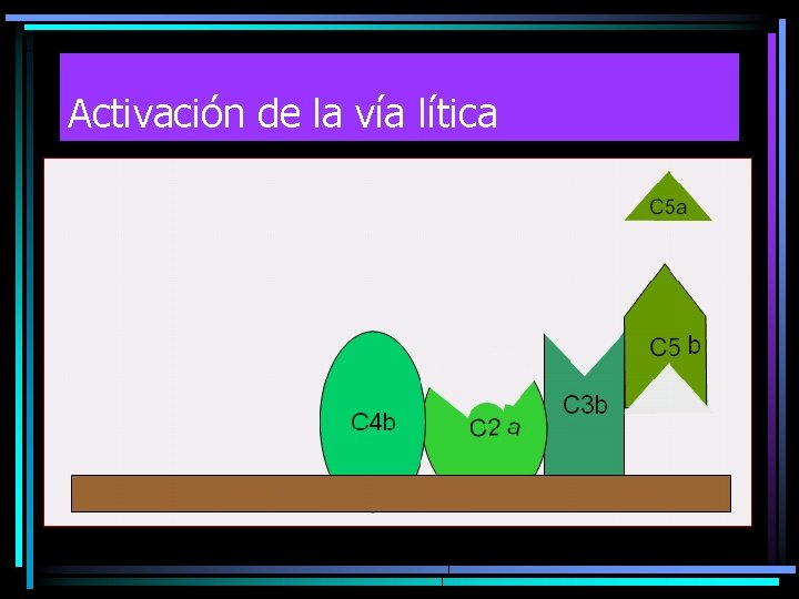 Activación de la vía lítica 