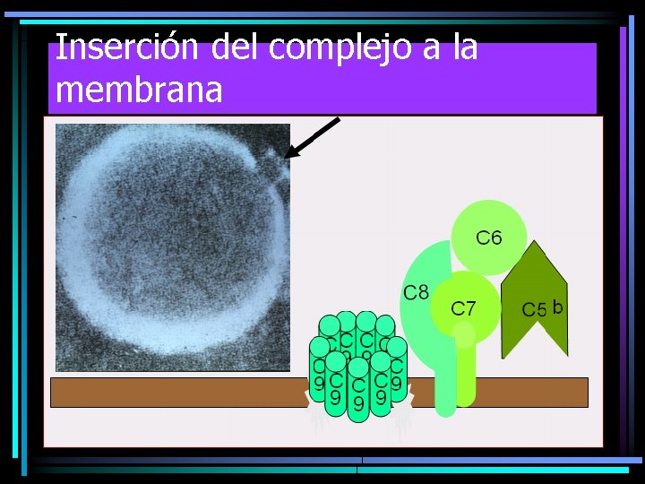 Inserción del complejo a la membrana 