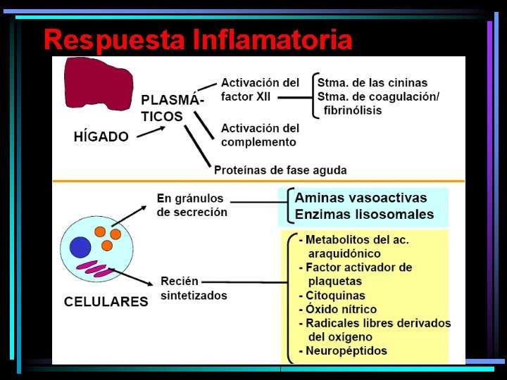 Respuesta Inflamatoria 