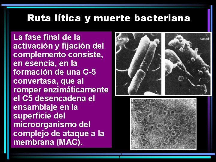 Ruta lítica y muerte bacteriana La fase final de la activación y fijación del