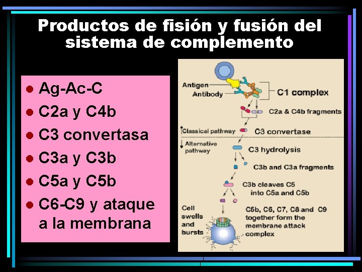 Productos de fisión y fusión del sistema de complemento Ag-Ac-C l C 2 a