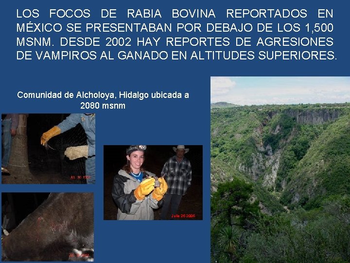 LOS FOCOS DE RABIA BOVINA REPORTADOS EN MÉXICO SE PRESENTABAN POR DEBAJO DE LOS LOS FOCOS DE RABIA BOVINA REPORTADOS EN MÉXICO SE PRESENTABAN POR DEBAJO DE LOS