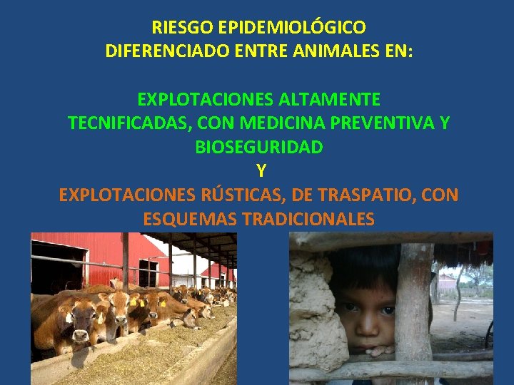 RIESGO EPIDEMIOLÓGICO DIFERENCIADO ENTRE ANIMALES EN: EXPLOTACIONES ALTAMENTE TECNIFICADAS, CON MEDICINA PREVENTIVA Y BIOSEGURIDAD RIESGO EPIDEMIOLÓGICO DIFERENCIADO ENTRE ANIMALES EN: EXPLOTACIONES ALTAMENTE TECNIFICADAS, CON MEDICINA PREVENTIVA Y BIOSEGURIDAD
