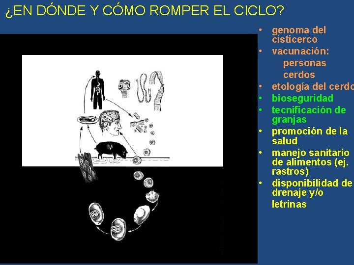 ¿EN DÓNDE Y CÓMO ROMPER EL CICLO? • genoma del cisticerco • vacunación: personas ¿EN DÓNDE Y CÓMO ROMPER EL CICLO? • genoma del cisticerco • vacunación: personas