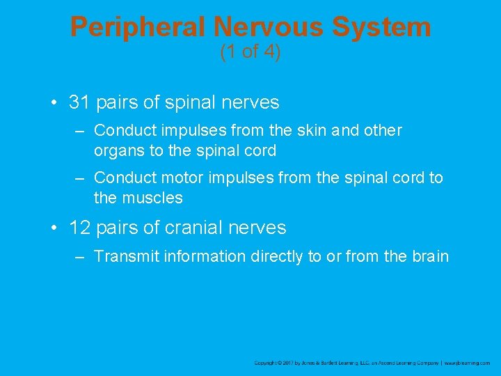 Peripheral Nervous System (1 of 4) • 31 pairs of spinal nerves – Conduct