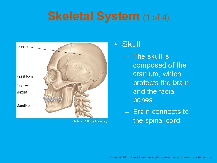 Skeletal System (1 of 4) • Skull – The skull is composed of the