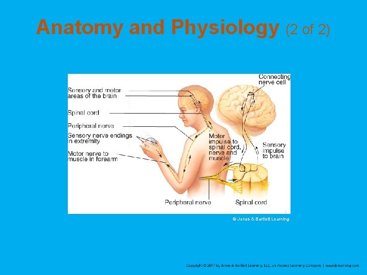 Anatomy and Physiology (2 of 2) © Jones & Bartlett Learning. 