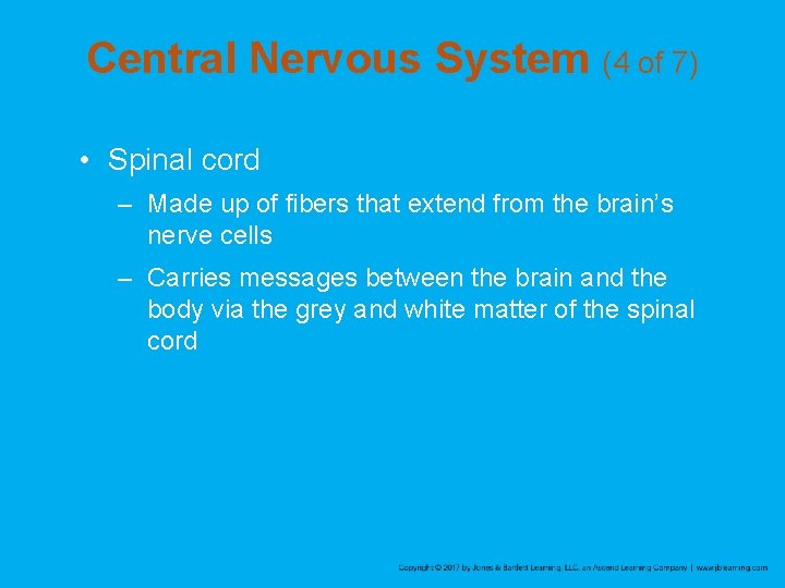 Central Nervous System (4 of 7) • Spinal cord – Made up of fibers