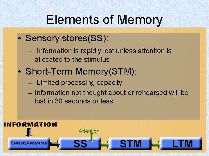Elements of Memory • Sensory stores(SS): – Information is rapidly lost unless attention is