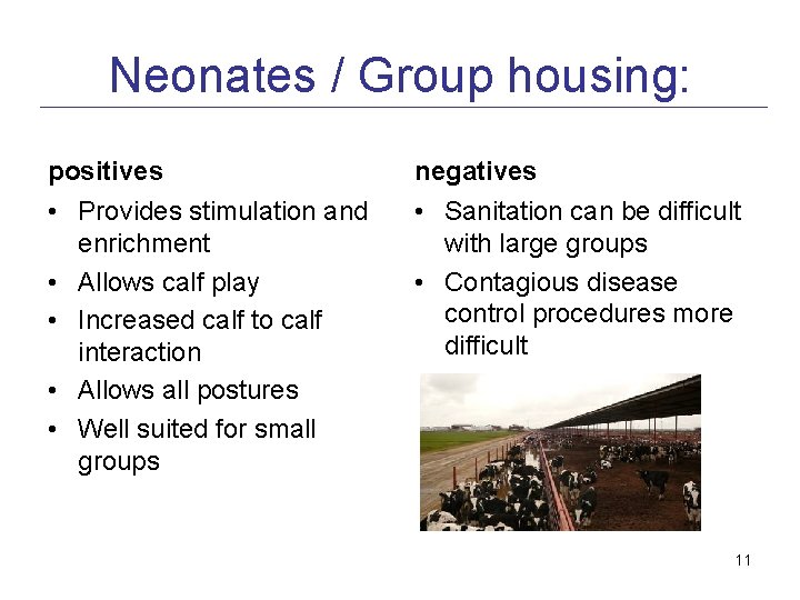 Neonates / Group housing: positives negatives • Provides stimulation and enrichment • Allows calf