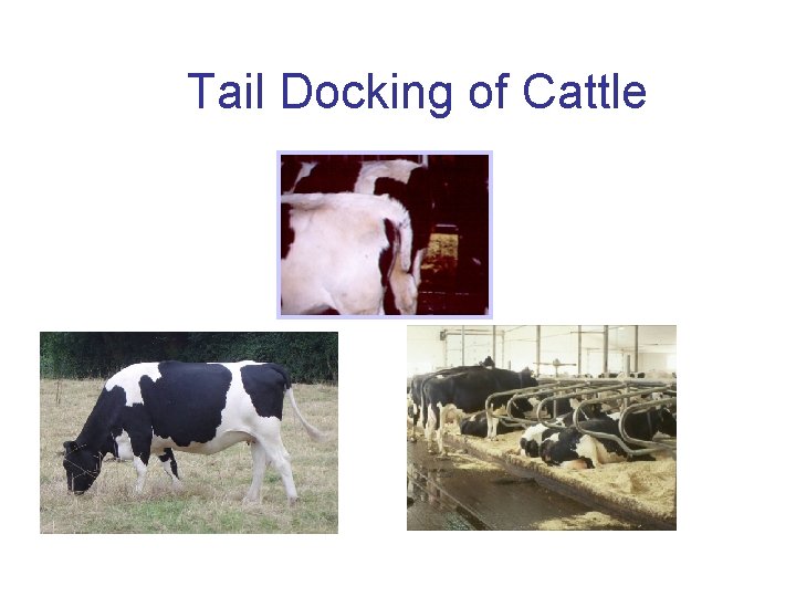 Tail Docking of Cattle 