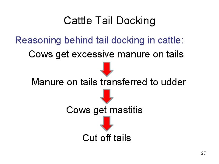 Cattle Tail Docking Reasoning behind tail docking in cattle: Cows get excessive manure on