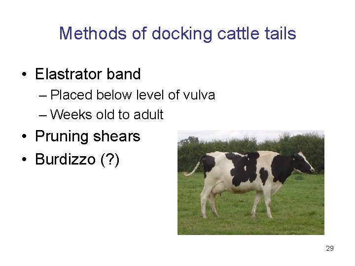 Methods of docking cattle tails • Elastrator band – Placed below level of vulva
