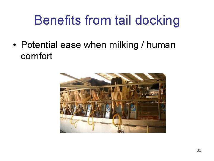 Benefits from tail docking • Potential ease when milking / human comfort 33 