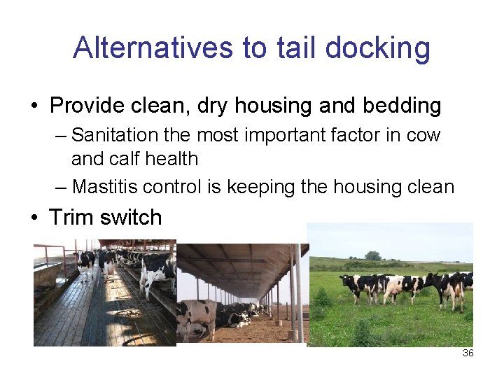 Alternatives to tail docking • Provide clean, dry housing and bedding – Sanitation the
