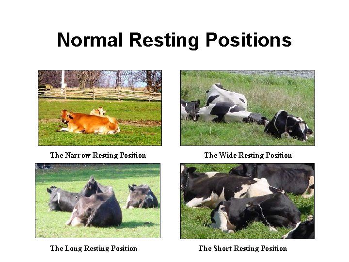 Normal Resting Positions The Narrow Resting Position The Long Resting Position The Wide Resting