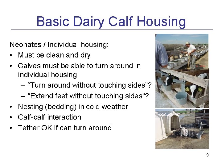 Basic Dairy Calf Housing Neonates / Individual housing: • Must be clean and dry