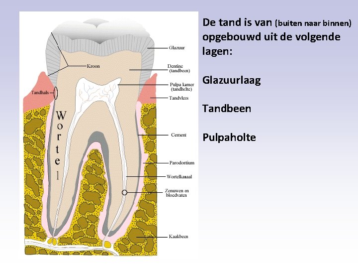 De tand is van (buiten naar binnen) opgebouwd uit de volgende lagen: Glazuurlaag Tandbeen