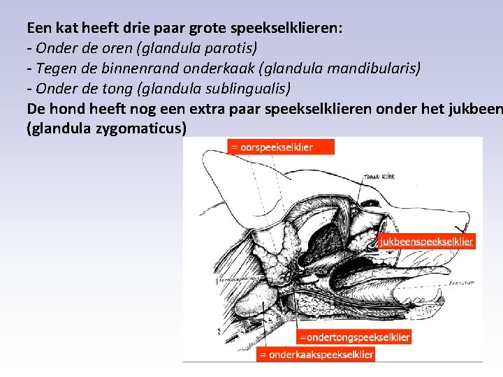 Een kat heeft drie paar grote speekselklieren: - Onder de oren (glandula parotis) -