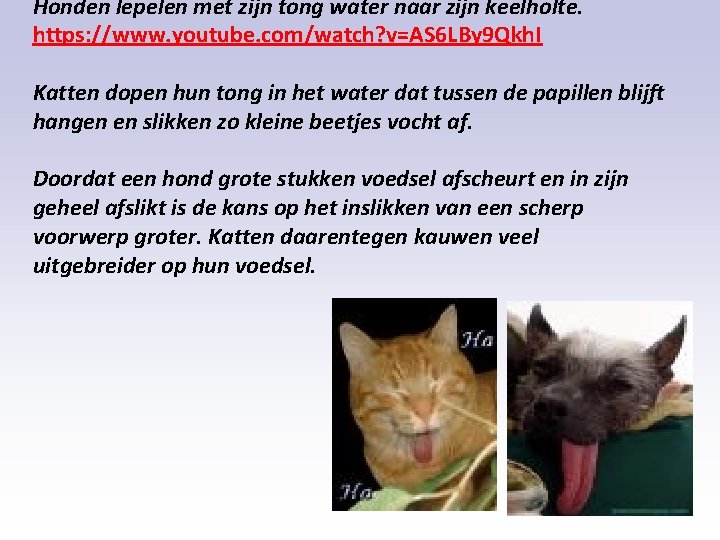 Honden lepelen met zijn tong water naar zijn keelholte. https: //www. youtube. com/watch? v=AS