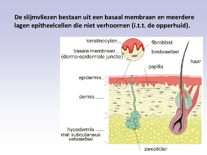De slijmvliezen bestaan uit een basaal membraan en meerdere lagen epitheelcellen die niet verhoornen