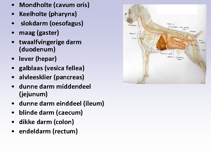  • • • • Mondholte (cavum oris) Keelholte (pharynx) slokdarm (oesofagus) maag (gaster)