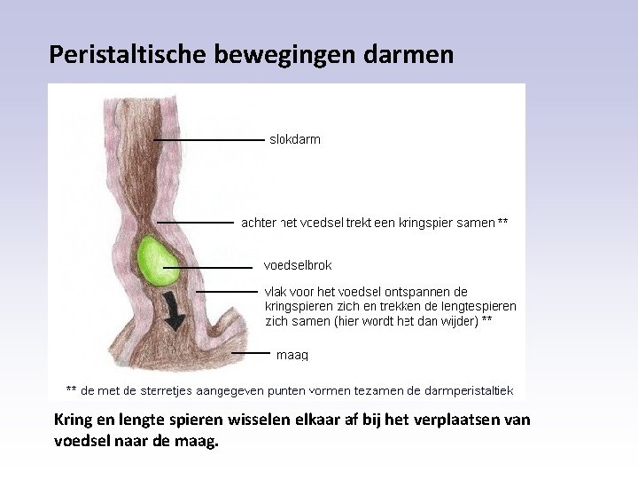 Peristaltische bewegingen darmen Kring en lengte spieren wisselen elkaar af bij het verplaatsen van