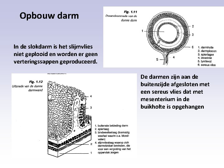 Opbouw darm In de slokdarm is het slijmvlies niet geplooid en worden er geen