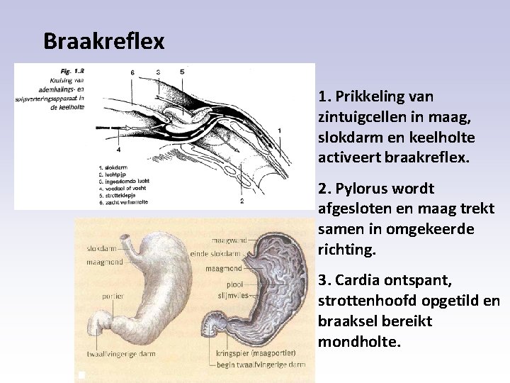 Braakreflex 1. Prikkeling van zintuigcellen in maag, slokdarm en keelholte activeert braakreflex. 2. Pylorus