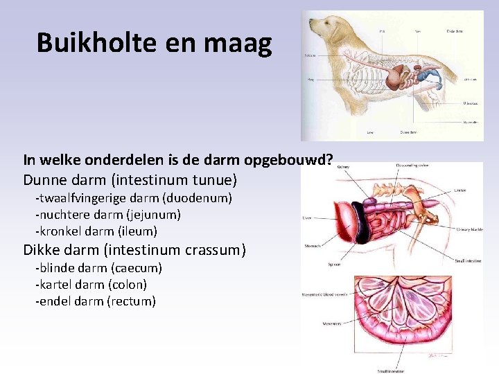 Buikholte en maag In welke onderdelen is de darm opgebouwd? Dunne darm (intestinum tunue)