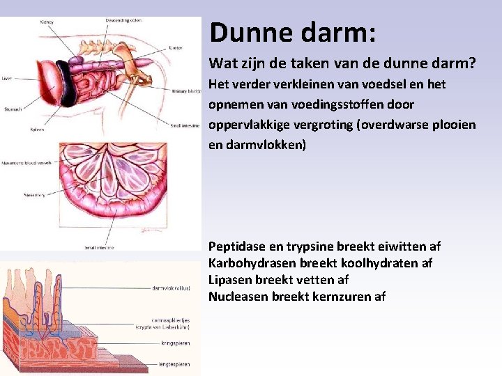 Dunne darm: Wat zijn de taken van de dunne darm? Het verder verkleinen van