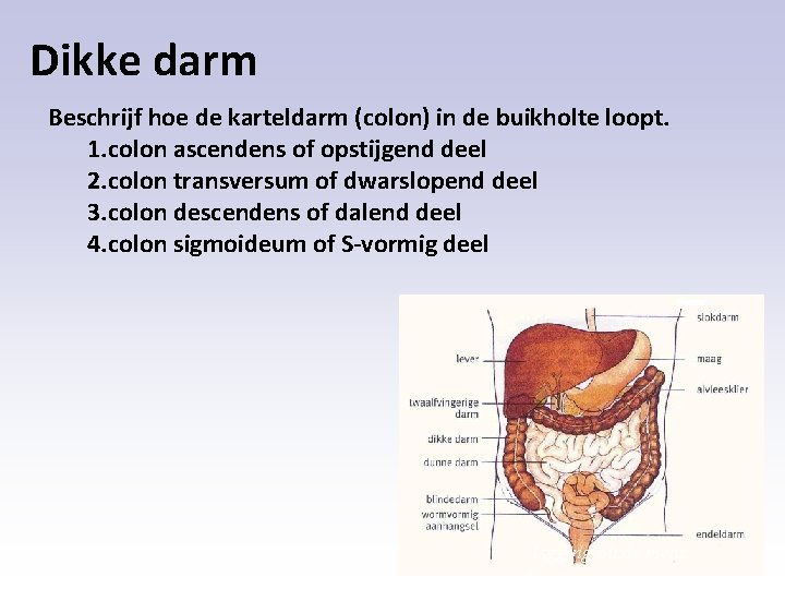 Dikke darm Beschrijf hoe de karteldarm (colon) in de buikholte loopt. 1. colon ascendens