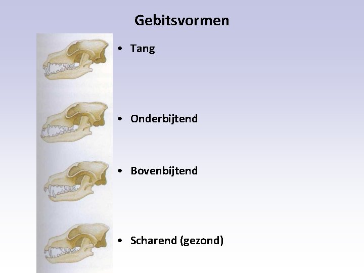 Gebitsvormen • Tang • Onderbijtend • Bovenbijtend • Scharend (gezond) 