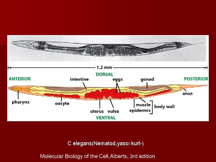 C elegans(Nematod, yassı kurt-) 
