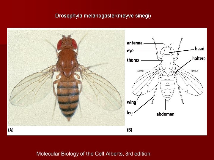 Drosophyla melanogaster(meyve sineği) 