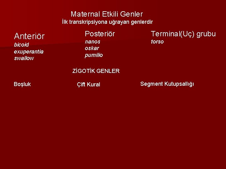 Maternal Etkili Genler İlk transkripsiyona uğrayan genlerdir Anteriör bicoid exuperantia swallow Posteriör Terminal(Uç) grubu