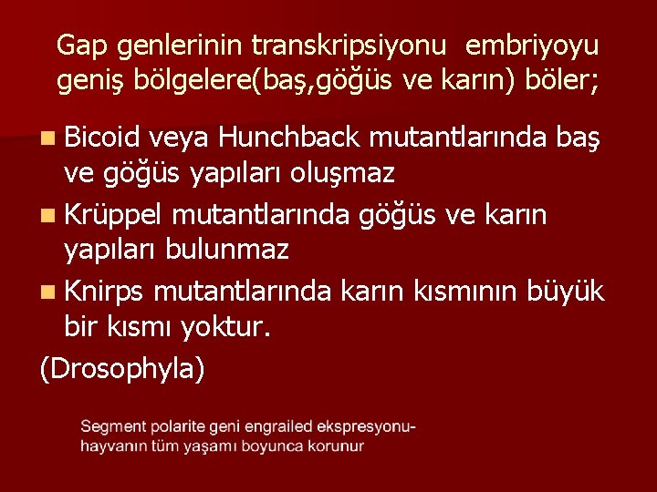 Gap genlerinin transkripsiyonu embriyoyu geniş bölgelere(baş, göğüs ve karın) böler; n Bicoid veya Hunchback