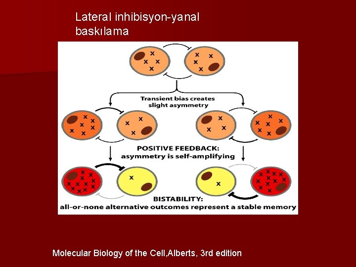 Lateral inhibisyon-yanal baskılama Molecular Biology of the Cell, Alberts, 3 rd edition 