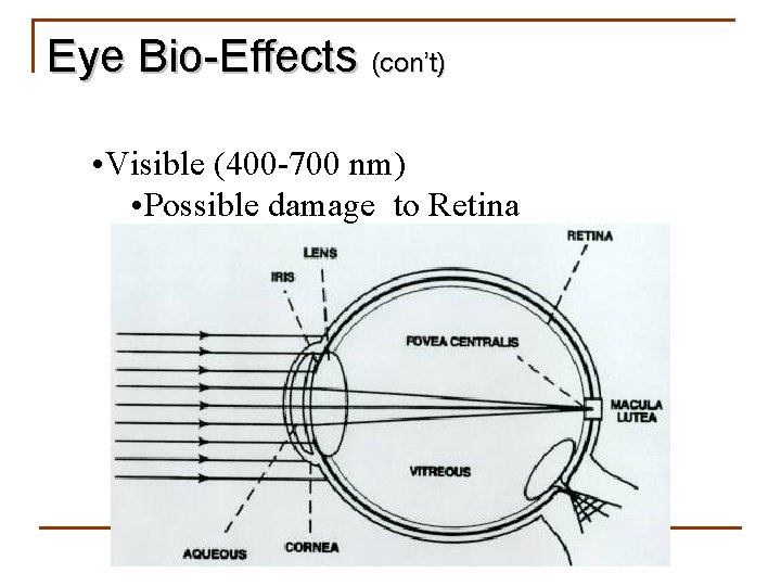 Eye Bio-Effects (con’t) • Visible (400 -700 nm) • Possible damage to Retina 