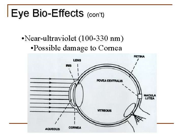 Eye Bio-Effects (con’t) • Near-ultraviolet (100 -330 nm) • Possible damage to Cornea 