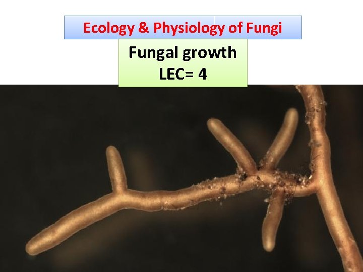 Ecology & Physiology of Fungi Fungal growth LEC= 4 