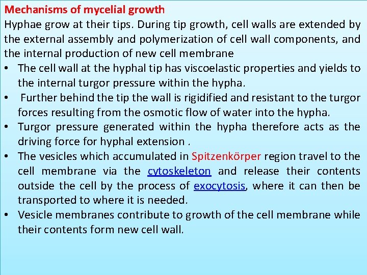 Mechanisms of mycelial growth Hyphae grow at their tips. During tip growth, cell walls