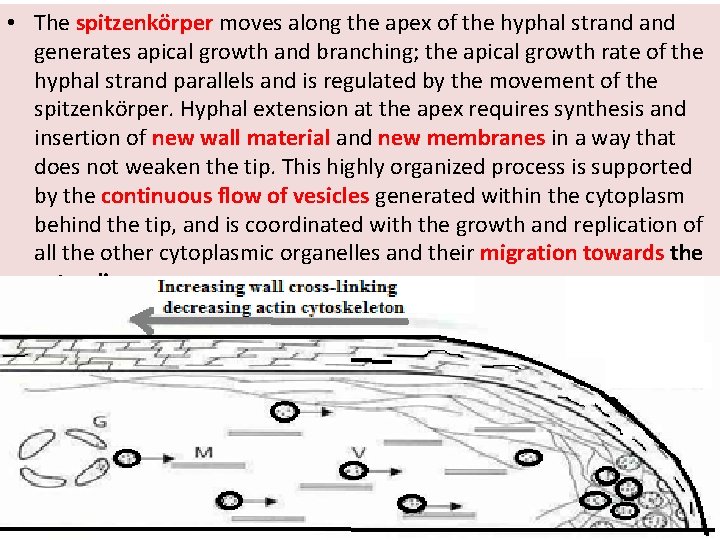  • The spitzenkörper moves along the apex of the hyphal strand generates apical